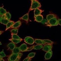 ZFP64 Antibody (PCRP-ZFP64-1H2) - Azide and BSA Free, Novus Biologicals