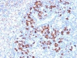 ZFP64 Antibody (PCRP-ZFP64-1H2) - Azide and BSA Free, Novus Biologicals