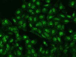 ZFP64 Antibody, Novus Biologicals 50 &mu;g, Unconjugated:Antibodies, Polyclonal