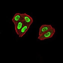 ZFP91 Antibody (7G11H2) - BSA Free, Novus Biologicals 0.1 ml; Unconjugated:Antibodies,