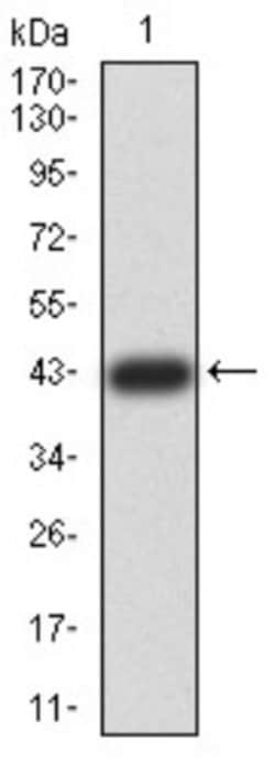 ZFP91 Antibody (8C3D5) - BSA Free, Novus Biologicals 0.1 ml; Unconjugated:Antibodies,
