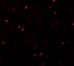 ZFX Antibody - BSA Free, Novus Biologicals 0.1 mg | Buy Online | Novus Biologicals | Fisher Scientific