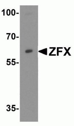 ZFX Antibody - BSA Free, Novus Biologicals 0.1 mg | Buy Online | Novus Biologicals | Fisher Scientific