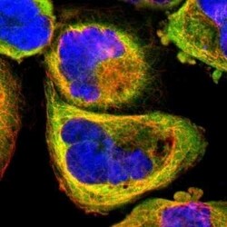 ZFYVE1 Antibody, Novus Biologicals:Antibodies:Primary Antibodies