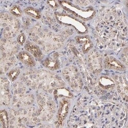 ZFYVE1 Antibody, Novus Biologicals:Antibodies:Primary Antibodies