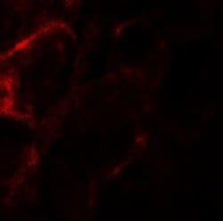 ZFYVE21 Antibody - BSA Free, Novus Biologicals 0.1 mg | Buy Online | Novus Biologicals | Fisher Scientific