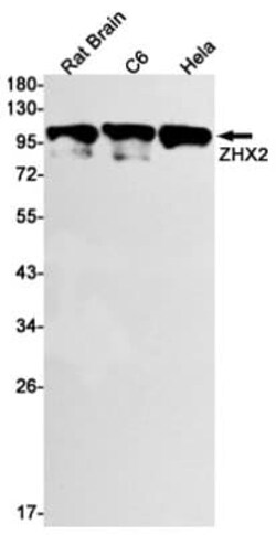 ZHX2 Antibody (S01-9B5), Novus Biologicals:Antibodies:Primary Antibodies