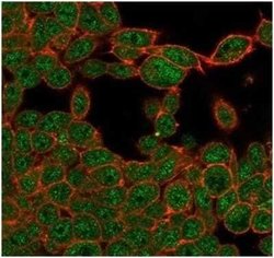ZHX3 Mouse anti-Human, Clone: PCRP-ZHX3-1G3, Novus Biologicals:Antibodies:Primary