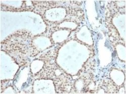 ZHX3 Mouse anti-Human, Clone: PCRP-ZHX3-1G3, Novus Biologicals:Antibodies:Primary