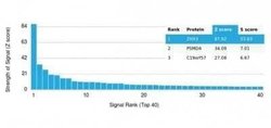ZHX3 Mouse anti-Human, Clone: PCRP-ZHX3-1G3, Novus Biologicals:Antibodies:Primary