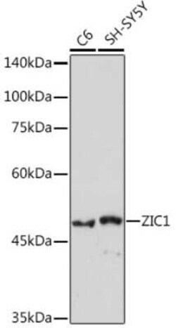 ZIC1 Rabbit anti-Human, Mouse, Rat, Clone: 6B5O9, Novus Biologicals 100 &mu;g | Buy Online | Novus Biologicals | Fisher Scientific