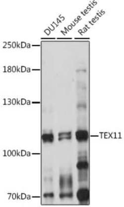 ZIP4H/Tex11 Antibody - Azide and BSA Free, Novus Biologicals 0.02 mL; Unconjugated:Antibodies,