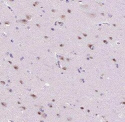 ZMAT4 Antibody, Novus Biologicals 25 &mu;L, Unconjugated:Antibodies, Polyclonal