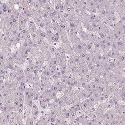 ZMAT4 Antibody, Novus Biologicals 25 &mu;L, Unconjugated:Antibodies, Polyclonal