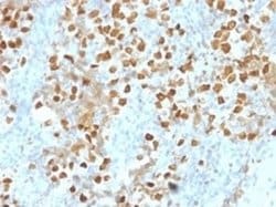 ZMYM3 Mouse anti-Human, Clone: PCRP-ZMYM3-2F10, Novus Biologicals:Antibodies:Primary