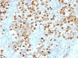 ZMYM3 Antibody (PCRP-ZMYM3-2F10) - Azide and BSA Free, Novus Biologicals 100 &mu;g | Buy Online | Novus Biologicals | Fisher Scientific