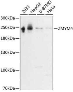 ZMYM4 Antibody - Azide and BSA Free, Novus Biologicals 0.02 mL; Unconjugated:Antibodies,