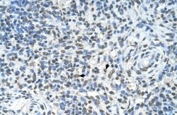 ZMYND11 Antibody, Novus Biologicals 100 &mu;L; Unconjugated:Antibodies,