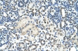 ZMYND11 Antibody, Novus Biologicals 100 &mu;L; Unconjugated:Antibodies,