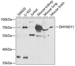 ZMYND11 Antibody - BSA Free, Novus Biologicals:Antibodies:Primary Antibodies