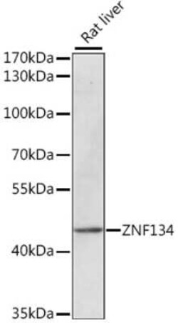 ZNF134 Antibody - Azide and BSA Free, Novus Biologicals 0.1 mL; Unconjugated:Antibodies,
