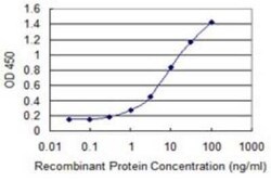 ZNF138 Antibody (4D11), Novus Biologicals 0.1 mg | Buy Online | Novus Biologicals | Fisher Scientific