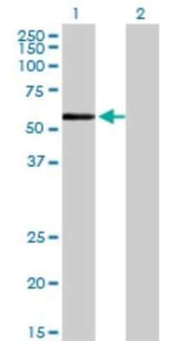 ZNF165 Antibody (2B8), Novus Biologicals 0.1 mg | Buy Online | Novus Biologicals | Fisher Scientific