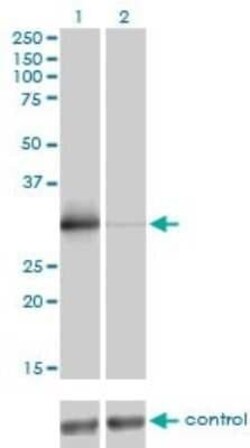 ZNF174 Antibody (2D7-E9), Novus Biologicals 0.1 mg | Buy Online | Novus Biologicals | Fisher Scientific