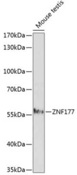 ZNF177 Antibody - Azide and BSA Free, Novus Biologicals 0.02 mL; Unconjugated:Antibodies,