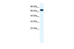 ZNF179 Rabbit anti-Human, Polyclonal, Novus Biologicals 0.1ml; Unconjugated:Antibodies,