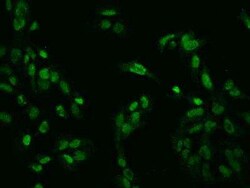ZNF192 Antibody, Novus Biologicals 100 &mu;g; Unconjugated:Antibodies,