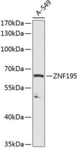 ZNF195 Antibody - BSA Free, Novus Biologicals 0.1 mL | Buy Online | Novus Biologicals | Fisher Scientific