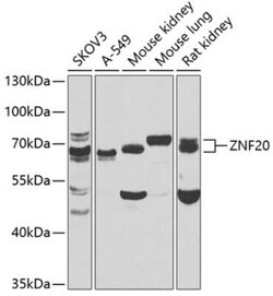 ZNF20 Antibody - BSA Free, Novus Biologicals 0.02 mL, Unconjugated:Antibodies,