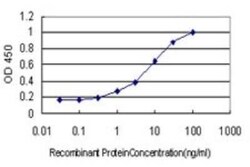 ZNF202 Antibody (1E9), Novus Biologicals 0.1 mg, Unconjugated:Antibodies,