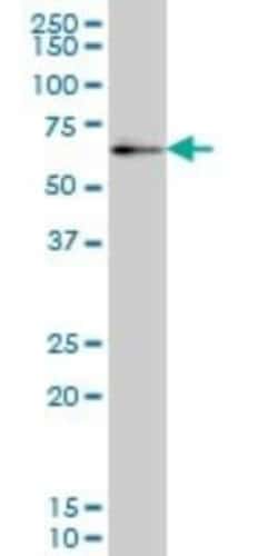 ZNF207 Antibody (6D6), Novus Biologicals 0.1 mg, Unconjugated:Antibodies