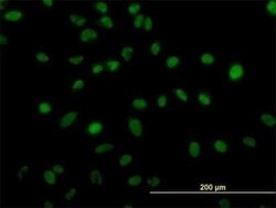 ZNF207 Antibody (6D7), Novus Biologicals 0.1 mg | Buy Online | Novus Biologicals | Fisher Scientific