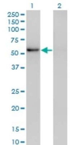 ZNF207 Antibody (6G11), Novus Biologicals 0.1 mg | Buy Online | Novus Biologicals | Fisher Scientific