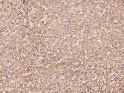 ZNF234 Antibody, Novus Biologicals 100 &mu;g; Unconjugated:Antibodies,