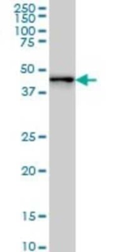 ZNF24 Antibody (4A1), Novus Biologicals 0.1 mg, Unconjugated:Antibodies,