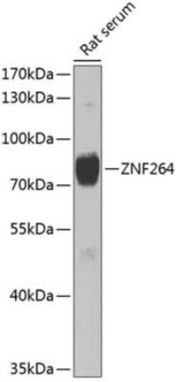 ZNF264 Antibody - BSA Free, Novus Biologicals 0.02 mL, Unconjugated:Antibodies,