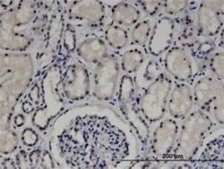 ZNF266 Antibody (4G5), Novus Biologicals 0.1 mg | Buy Online | Novus Biologicals | Fisher Scientific