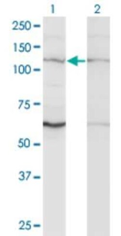 Novus Biologicals ZNF268 Antibody (3B4), Novus Biologicals 0.1 mg | Buy Online | Novus Biologicals&trade; | Fisher Scientific