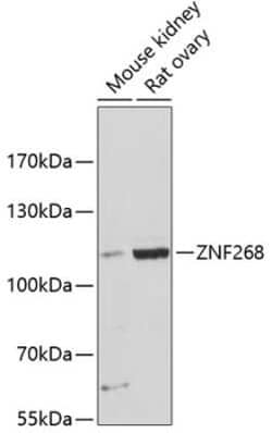 ZNF268 Antibody - Azide and BSA Free, Novus Biologicals 0.1 mL; Unconjugated:Antibodies,