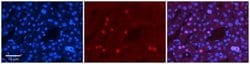 ZNF3 Rabbit anti-Human, Polyclonal, Novus Biologicals 0.1 mL | Buy Online | Novus Biologicals | Fisher Scientific