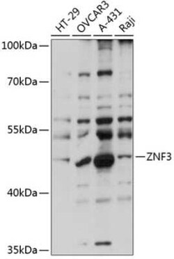 ZNF3 Antibody - Azide and BSA Free, Novus Biologicals:Antibodies:Primary