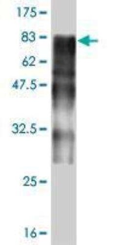 ZNF31 Antibody (3G7), Novus Biologicals 0.1 mg | Buy Online | Novus Biologicals | Fisher Scientific