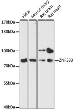 ZNF333 Antibody - Azide and BSA Free, Novus Biologicals:Antibodies:Primary