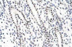 ZNF342 Antibody 100 &mu;L; Unconjugated:Antibodies, Polyclonal