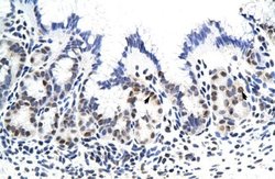 ZNF342 Antibody 100 &mu;L; Unconjugated:Antibodies, Polyclonal
