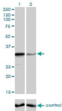 ZNF346 Antibody (2D10), Novus Biologicals 0.1 mg | Buy Online | Novus Biologicals | Fisher Scientific